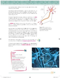 El Sistema Nervioso Coordina Tu Cuerpo Ayuda Para Tu Tarea De Ciencias Y Tecnologia Biologia Sep Secundaria Primero Respuestas Y Explicaciones